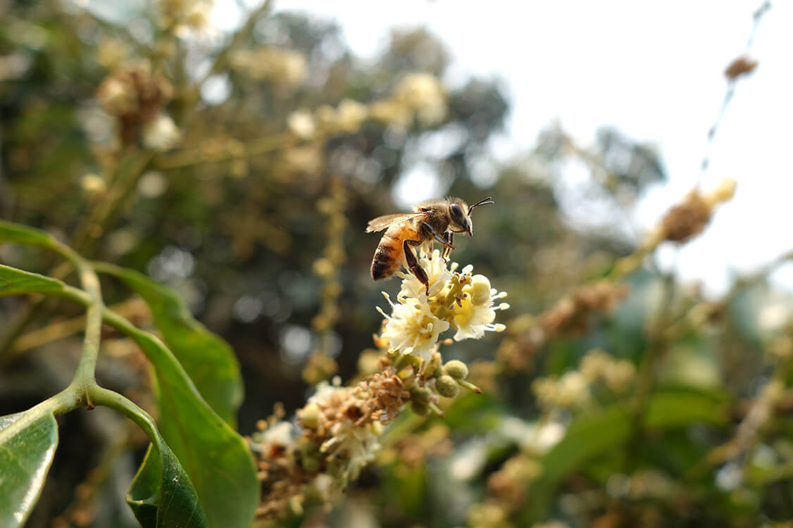 蜜蜂故事館的蜂蜜產自天然環境